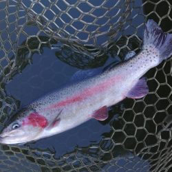 ちょっと渋いけど釣れたぞ！ 大安トラウトレイク